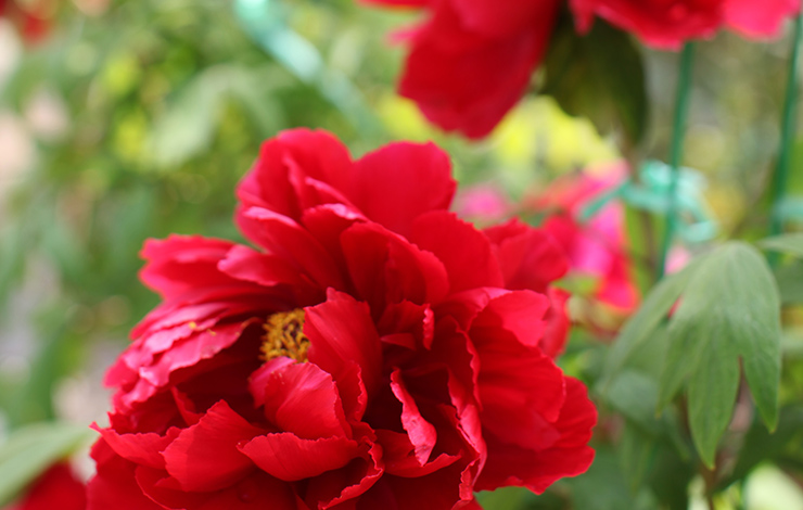 四季折々の花 イメージ